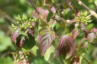 Cornus sanguinea