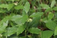 Melittis melissophyllum