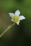Linum catharticum