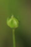 Linum catharticum