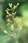 Scrophularia nodosa