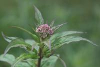 Eupatorium cannabinum