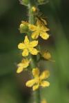Agrimonia eupatoria