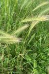 Hordeum murinum