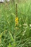 Agrimonia eupatoria