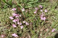 Pedicularis sylvatica