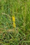 Agrimonia eupatoria