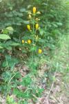 Hypericum pulchrum