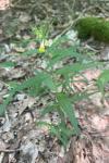 Melampyrum pratense