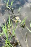 Oenanthe fistulosa