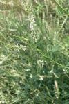 Melilotus albus