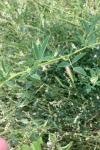 Melilotus albus