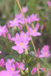Centaurium erythraea