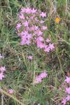 Centaurium erythraea