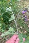 Solanum dulcamara