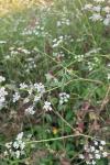 Torilis arvensis