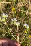 Erigeron annuus
