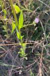 Erigeron annuus