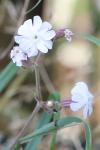 Silene latifolia