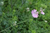 Malva moschata