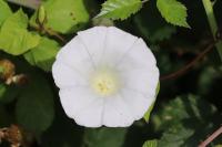 Convolvulus sepium