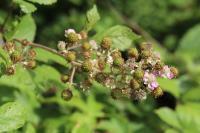 Rubus fruticosus