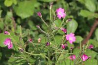 Epilobium hirsutum