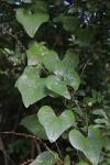 Dioscorea communis