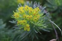 Euphorbia cyparissias