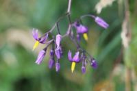 Solanum dulcamara