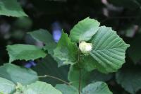 Corylus avellana