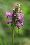 Betonica officinalis