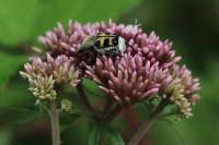 Eupatorium cannabinum