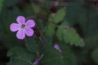 Geranium robertianum