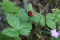Fragaria vesca
