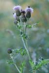 Cirsium arvense