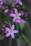 Centaurium erythraea