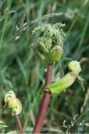 Heracleum sphondylium