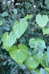 Dioscorea communis