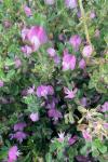 Ononis spinosa