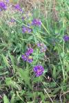 Medicago sativa