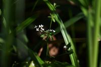 Galium palustre