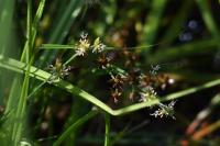 Juncus articulatus
