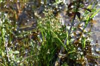 Juncus articulatus
