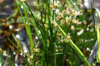 Juncus articulatus