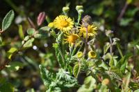 Pulicaria dysenterica