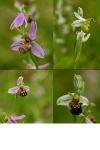 Ophrys apifera