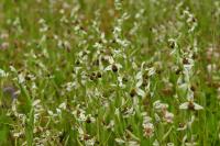 Ophrys apifera