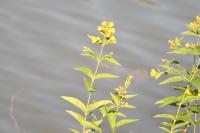 Lysimachia vulgaris