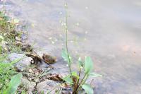Alisma plantago-aquatica